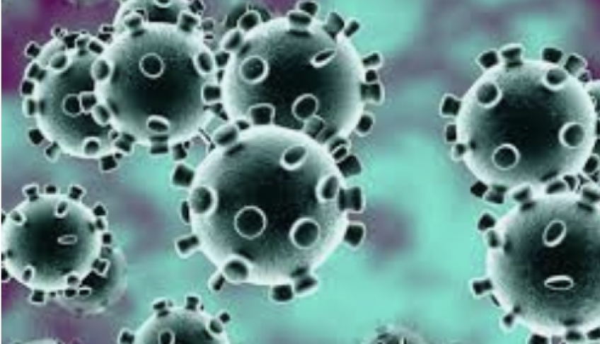17 - Baktérie a vírusy vo zvieracej ríši
